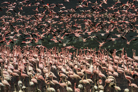 Vanuit Nairobi: Dagtocht naar de meren van Nakuru &amp; Naivasha Nationaal Park