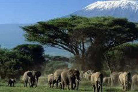 Overnight Amboseli Safari From Nairobi