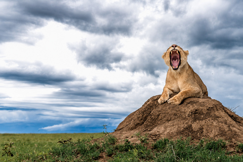 From Arusha: Northern Circuit Safari with Hotel Pickup