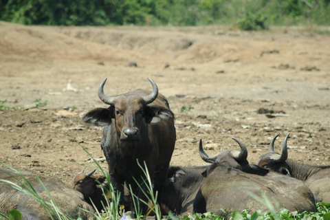 عنتيبي: رحلة سفاري لمدة 3 أيام في منتزه الملكة إليزابيث الوطني