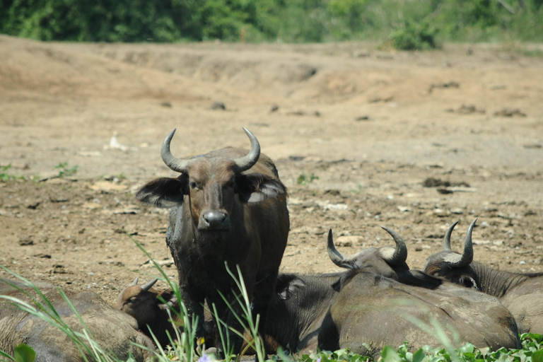 عنتيبي: رحلة سفاري لمدة 3 أيام في منتزه الملكة إليزابيث الوطني