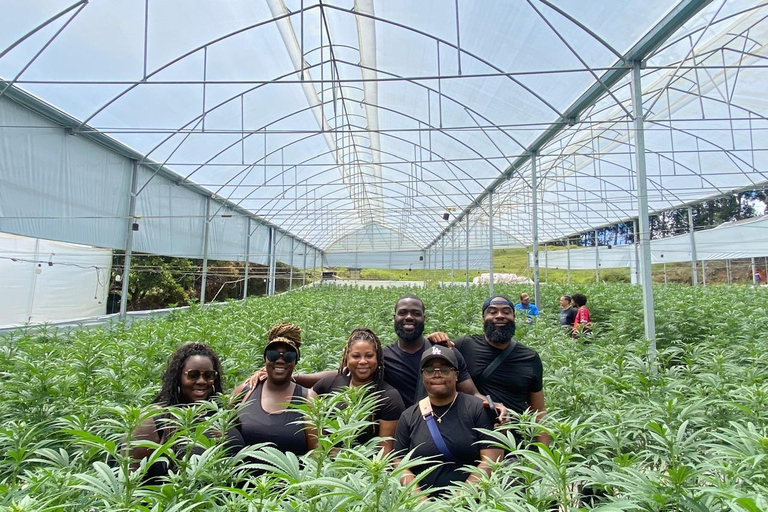 Medellín: A Nature Journey Into Medicinal Cannabis Option 1: Basic Educational Cannabis Tourism Experience