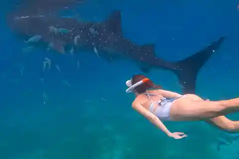 Cebu: Whale shark & mysterious waterfall private tour