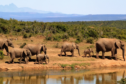 From Zanzibar: 1-Day Selous Safari with Flight & Lunch Selous Safari from Zanzibar – Without Transfer