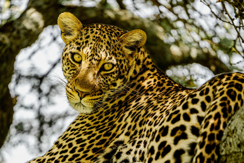 Arusha: 5-Day Safari to Tarangire, Serengeti, and Ngorongoro