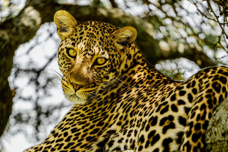 Arusha: 5-Day Safari to Tarangire, Serengeti, and Ngorongoro