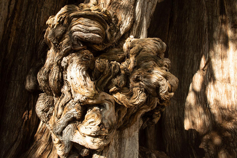 VON CDMX: Puebla und Oaxaca 5 TAGE