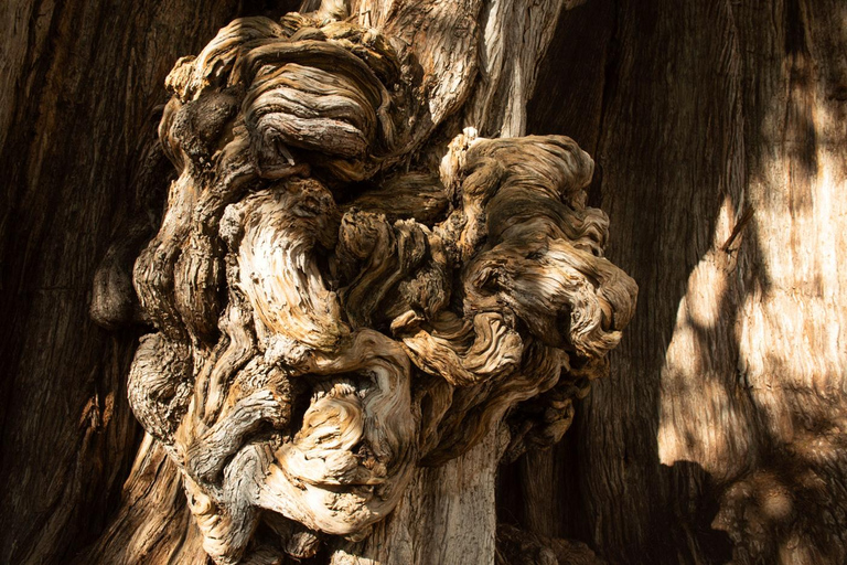 VON CDMX: Puebla und Oaxaca 5 TAGE