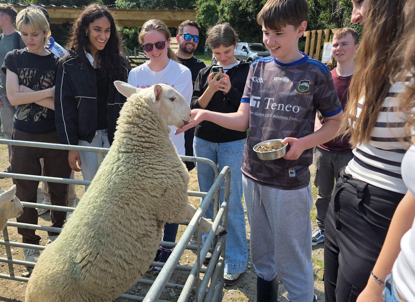 Wicklow: Hyrdeoplevelse og fårehundedemonstration