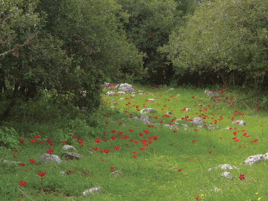 2 Day Trip to Salt, Jerash, Ajloun Nature Reserve & Castle yakınlarında yapılacak şeyler - Hizvo