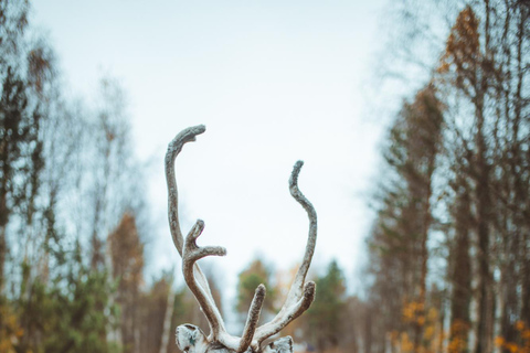 Rovaniemi: Caminhada com renas