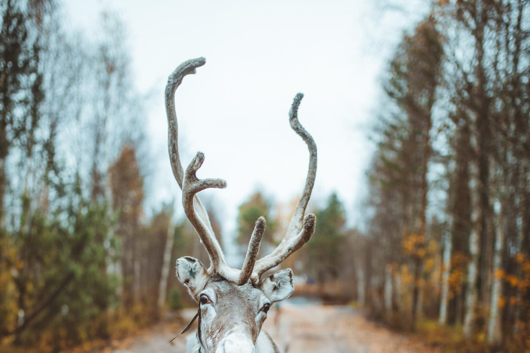Rovaniemi: Caminhada com renas
