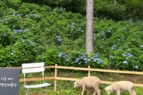 Gyeonggi: Alpaca & Sheep Ranch Admission Ticket in Gapyeong