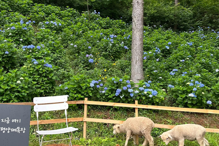Gyeonggi: Alpaca & Sheep Ranch Admission Ticket in Gapyeong