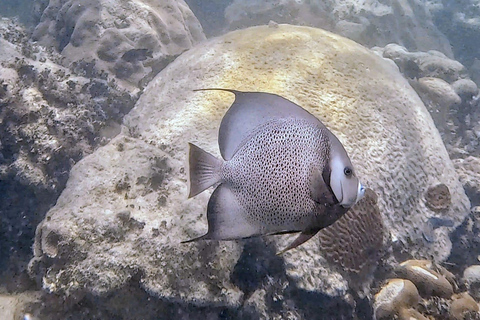 Six Fins Key West: prywatny czarter z nurkowaniem z kapitanem