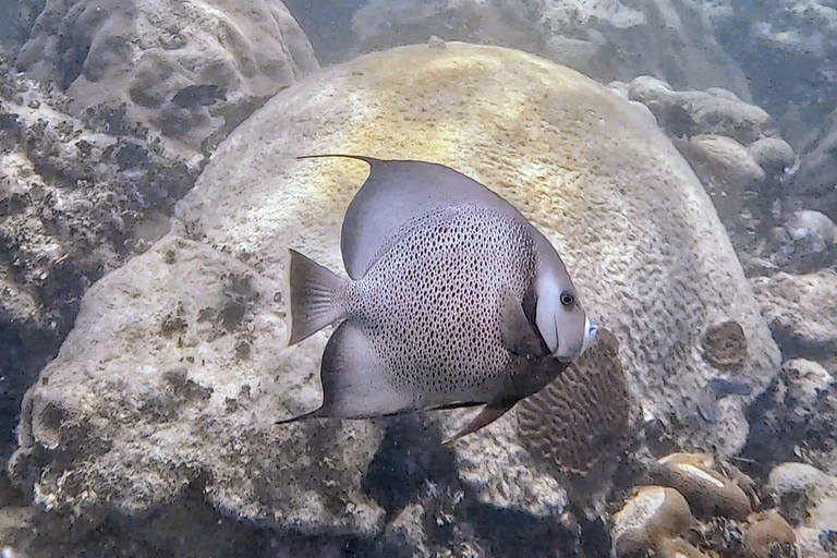 Six Fins Key West: prywatny czarter z nurkowaniem z kapitanem