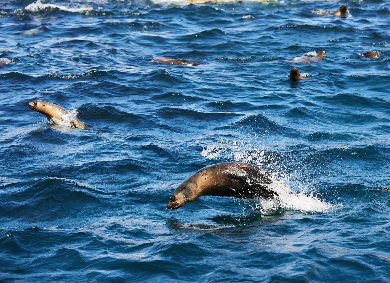 Wilsons Promontory: Eftermiddagskrydstogt i vildmarken