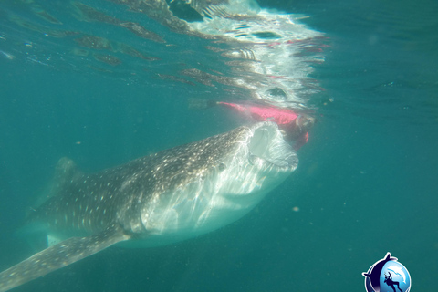 Whale Shark Experience