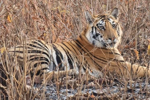 From Delhi: 6-Day Golden Triangle Tour with Ranthambore
