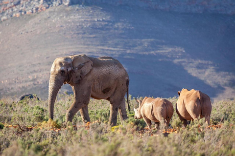 Aquila sunset safari Réserve de chasse Circuit de groupe