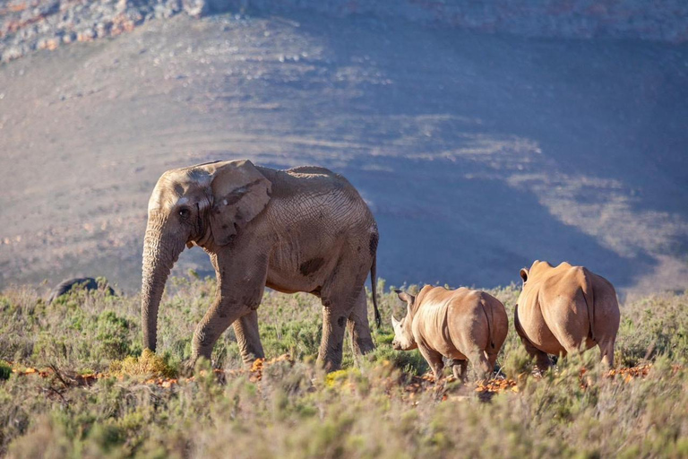 Aquila sunset safari Réserve de chasse Circuit de groupe