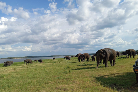 Da Sigiriya: Safari in jeep di mezza giornata nel Parco Nazionale di Minneriya