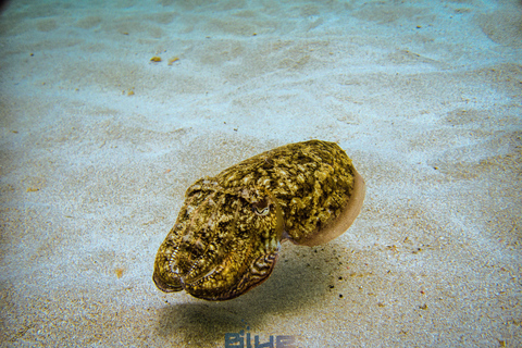 Minorque : baptême de plongée dans des eaux cristallines avec photosMinorque : Essayez la plongée sous-marine à Cala&#039;n Bosch