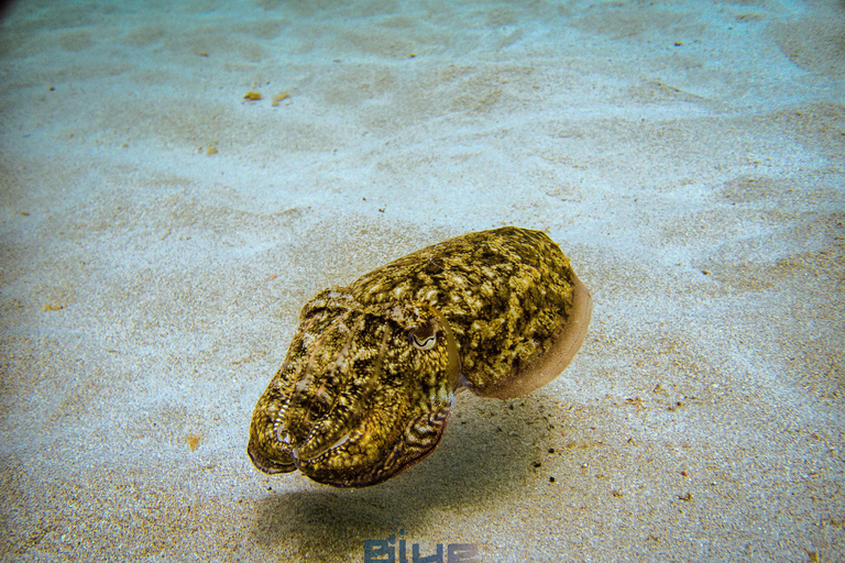 Minorque : baptême de plongée dans des eaux cristallines avec photosMinorque : Essayez la plongée sous-marine à Cala&#039;n Bosch