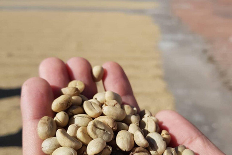 تجربة أنتيغوا غواتيمالا المتميزة + غداء