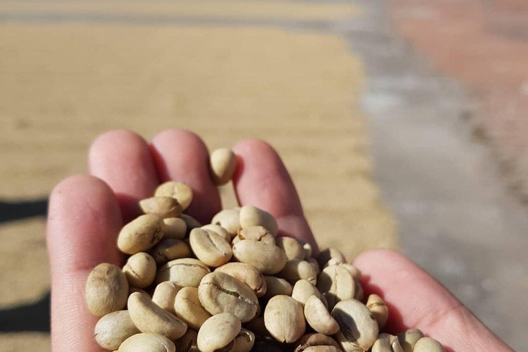 تجربة أنتيغوا غواتيمالا المتميزة + غداء