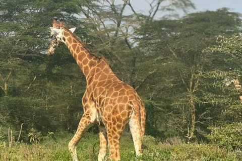 Nairobi: 3-Day honeymoon safari to Amboseli National Park Overnight Private to Amboseli National Park