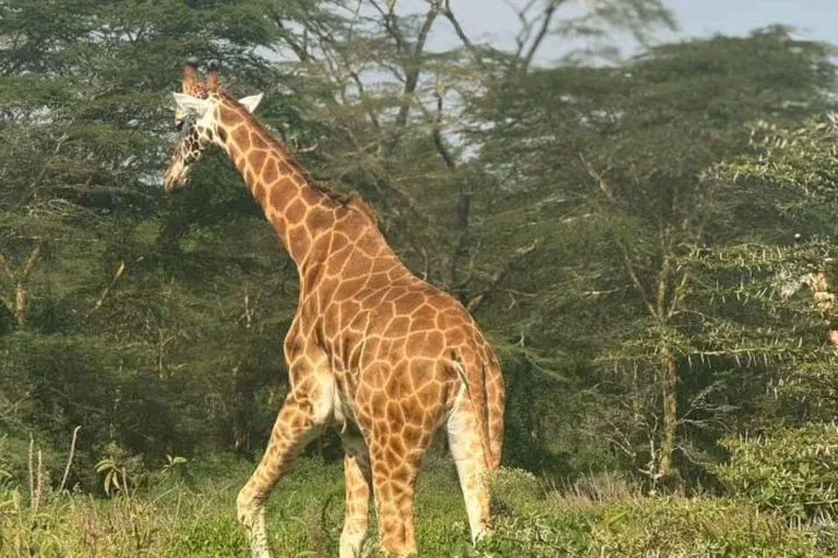 Nairobi: 3-Day honeymoon safari to Amboseli National Park Overnight Private to Amboseli National Park