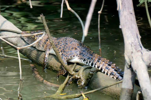 Negombo To Muthurajawela Wetlands Bird Watching Boat Tour