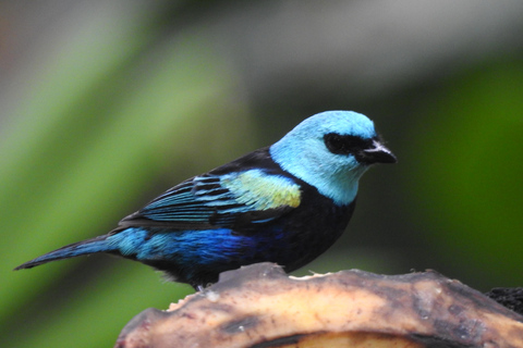 Forêt de nuages de Mindo Oiseaux Papillons Chutes d&#039;eau Chocolat...