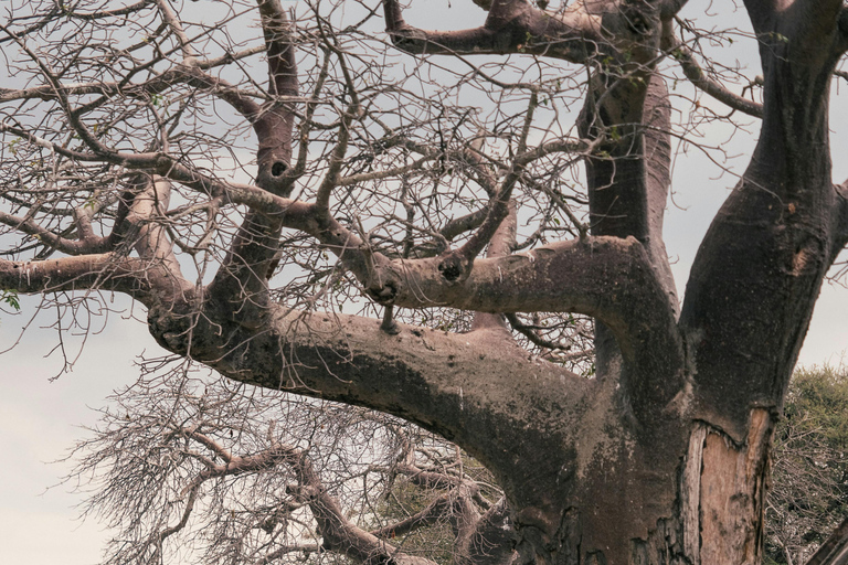 4-Day Tanzania Safari: Tarangire, Ngorongoro With Pickup