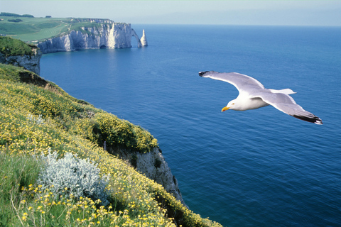 Paris: Normandy D-Day, Omaha Beach & American Cemetery Paris: Normandy D-Day Round-Trip Experience