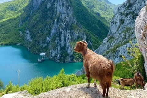 De Tirana: Viagem de 1 dia ao Lago Bovilla com caminhada na montanha Gamti