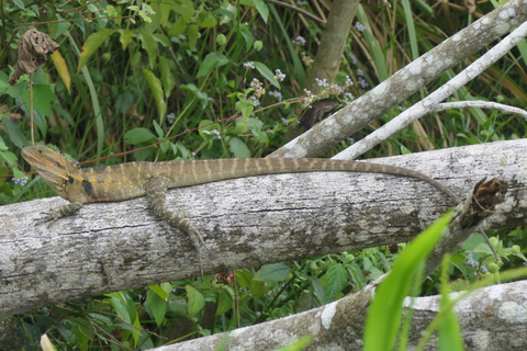Daintree waters tour, all terrain vehicles and light lunch.