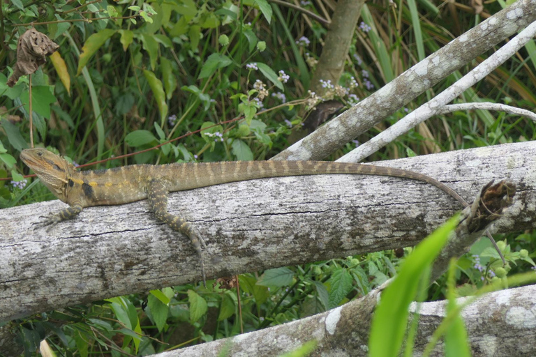 Daintree waters tour, all terrain vehicles and light lunch.