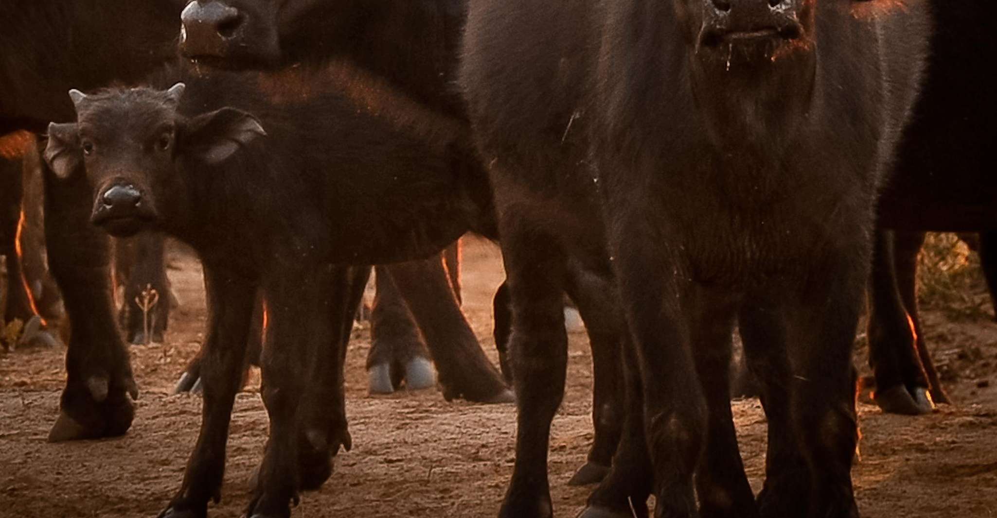 来自维多利亚瀑布的乔贝日游旅行 - Hizvo