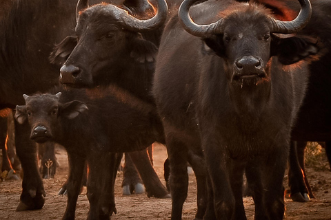 Excursión de un día al Parque Nacional de Chobe
