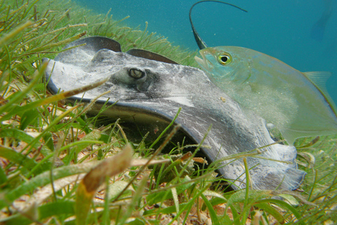 Akumal: Sea Turtles Snorkeling Tour with Park Entry Fee