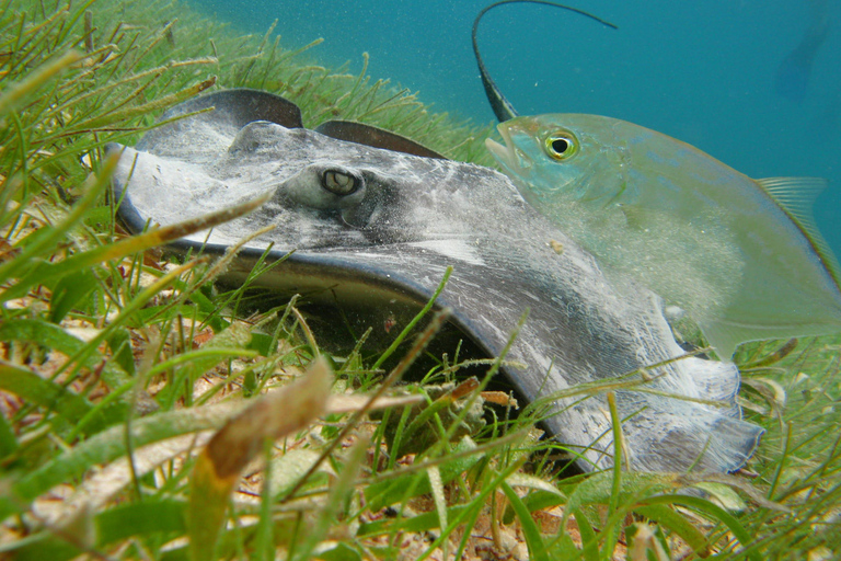 Akumal: Sea Turtles Snorkeling Tour with Park Entry Fee