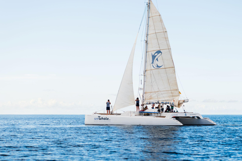 Lanzarote: Eco-vriendelijke catamaran walvissen en dolfijnen kijken