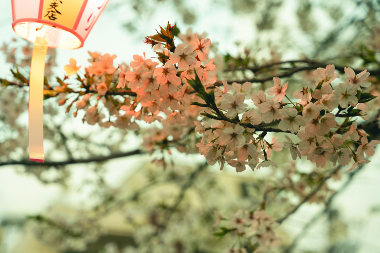 Tokyo Cherry Blossom Walking Tour & Hanami Experience