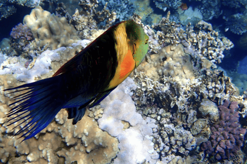 Hurghada or Makadi: Yacht Snorkeling & Orange Bay Island Hurghada: 8- Hour Orange Island with Breakfast & Lunch