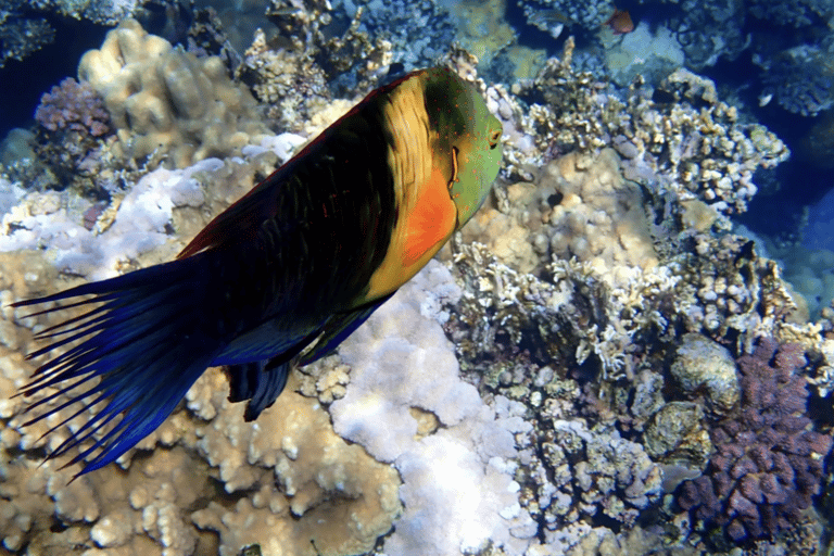 Hurghada or Makadi: Yacht Snorkeling & Orange Bay Island Hurghada: 8- Hour Orange Island with Breakfast & Lunch