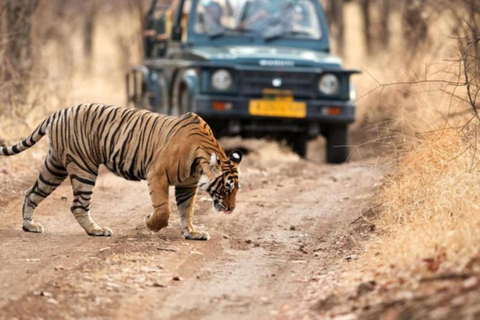 From Delhi: 4-Day Golden Triangle &amp; Ranthambore Guided TourTransport + Guide