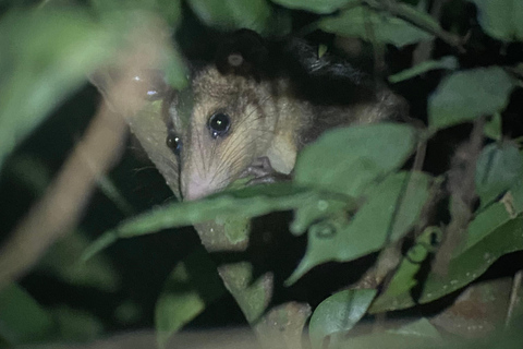 Manuel Antonio: Nachttour mit einem naturkundlichen Führer.Nachttour mit einem naturkundlichen Führer (inklusive Transport)