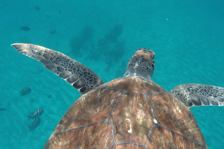 Poznaj żółwie: wycieczka z przewodnikiem po nurkowaniu w São PedroPoznajcie żółwie: wycieczka z przewodnikiem z nurkowaniem w São Pedro